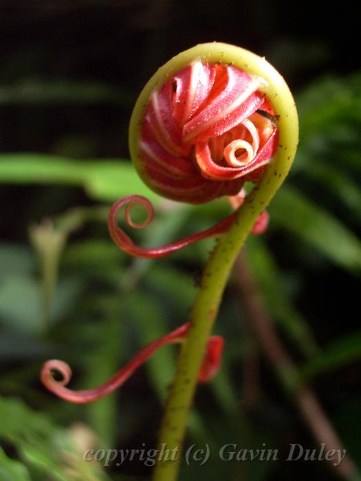 Red fern frond, Binna Burra IMGP1575.JPG